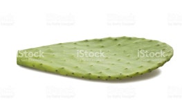 캐터스 잎 스톡 사진 184052022 | iStock cactus leaf isolated on white