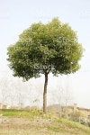 녹나무 스톡 사진 119671558 | iStock camphor tree in nature
