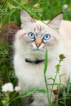 네바에바이혜인(NEVAEH by혜인) | 자본가 최고의 네바 Masquerade 스톡 사진 533695527 | iStock Neva masquerade cat is the Siberian cat breed with a color similar...