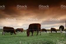 Cattle Ranching Industry stock photo 183268963 | iStock Cattle on the range with stormy sky. Image location is Alberta,...
