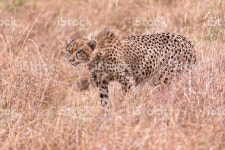 치타 스톡 사진 623954028 | iStock Adult cheetah ready to attack , Masai Mara National Reserve, Kenya,...