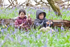 어린이 행복함 있는 블루벨 나무 스톡 사진 524160884... Young Children content and happy playing in a bluebell wood and back...