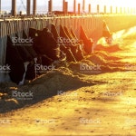 소 먹이기 일몰 스톡 사진 481565359 | iStock Cows Feeding