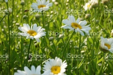 국화와 및 플라잉 꿀벌 스톡 사진 147646438 | iStock Daisies and a flying bee in stopped motion