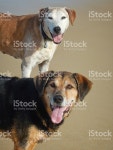 멍멍이 유클리드의 플라주 스톡 사진 466915330 | iStock Dogs at the Beach