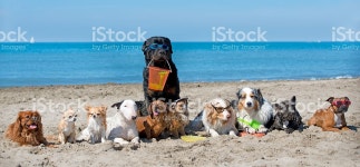멍멍이 해변의 스톡 사진 541283832 | iStock dogs standing on the beach, in France