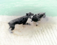 멍멍이 스톡 사진 488395715 | iStock Two dogs playing in the water.