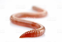 지렁이 스톡 사진 172989068 | iStock