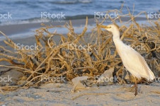 백로 이집트 스톡 사진 162545808 | iStock Egret by Qarun Lake in the Fayoum Oasis, about 70 miles southwest of...