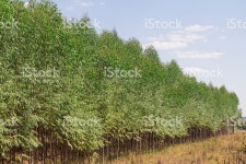 유칼립투스 플렌테이션 스톡 사진 489767224 | iStock Plantação de Eucalipto