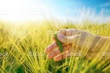 파머 제출하다 보리 플렌테이션 필드 스톡 사진 537246874 | iStock Farmer's hand in barley plantation field, responsible...