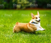 여성 웨일스어 Corgi 경견 스톡 사진 519917051 | iStock Female Welsh corgi dog playing in the garden