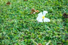 푸루메리아 꽃 Leelawadee 꽃 스톡 사진 477434480 | iStock Frangipani flower