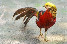금계 스톡 사진 177682850 | iStock Chicken Bird
