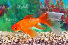 금붕어 있는 수족관 내륙발 스톡 사진 534603879 | iStock The goldfish floats in an aquarium