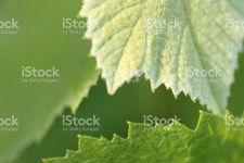 그레이프바인 휴가배경 스톡 사진 478486146 | iStock Young grape leaves close-up, showing different texture and color at...