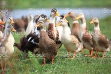 그룹 오리 스톡 사진 133976455 | iStock Group of ducks are walking, being reared outside on an organic farm.