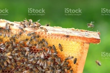 근면적 비 On 허니컴 In Apiary 스톡 사진 530799131 | iStock hardworking bees on honeycomb in apiary