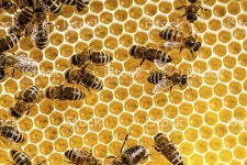 꿀 비 스톡 사진 498389153 | iStock view into a bee hive, very busy in there!