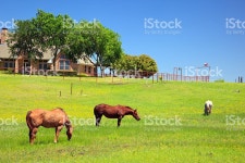말이었습니다 In 목장주 스톡 사진 157587142 | iStock Horses are grazing in the field with wildflowers in Spring.