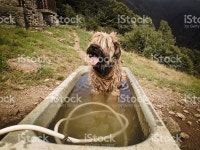 핫 경견 스톡 사진 475879618 | iStock Dog in water