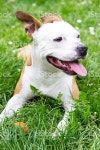 Joy 스톡 사진 519710236 | iStock Portrait of happy and cute American Staffordshire Terrier