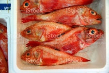 Layers Of Red Fish stock photo 534399476 | iStock Fresh fish on ice at the Tsukiji Fish Market in Tokyo, Japan