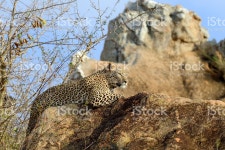 케냐의 국립 공원에 레오 파 드 스톡 사진 616898464 | iStock Close-up leopard in National park of Kenya, Africa