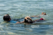 구조 개 고 해변에서 강사입니다 스톡 사진 800477112 | iStock Lifeguard dog and instructor at the beach, during training.