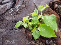 리틀 초록색입니다 성장하는 메트로폴리스 그루터기 스톡 사진 486959888 | iStock Little green growing from tree stump and... 
