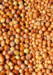 많은 날것 Pealed 및 Unpealed 헤이즐넛을 스톡 사진 489983856 | iStock Lots of raw, pealed and unpealed hazelnuts on a table