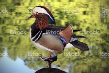원앙 스톡 사진 184143678 | iStock A Mandarin duck, resting on a small pebble in a pond. Mandarin ducks...