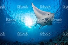 만타 블루 배경 스톡 사진 510472686 | iStock Manta in the blue background while diving maldives