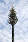 메이폴 댄스 스톡 사진 486290570 | iStock Maypole 1 May german tradition