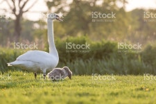 혹백조 엄마 및 시그닛 스톡 사진 532867966 | iStock Mute swan mum and cygnet grazing by the river in the late evening.