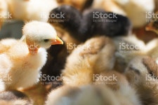새로 해치형 Chicks On A 치킨 농장 스톡 사진 510465413 | iStock Newly hatched chicks on a chicken farm