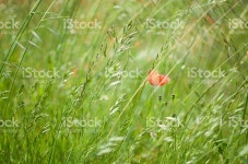 빠빠베로 스톡 사진 576549004 | iStock papavero