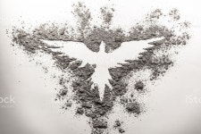 휘닉스 그림이요 Made In 아시 스톡 사진 507551266 | iStock Phoenix drawing made in ash on a white background