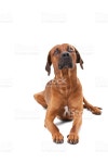 인물 사진 로디지안리즈백 스톡 사진 183378098 | iStock Portrait of brown dog against white background