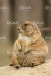 프레리도그 스톡 사진 179076599 | iStock Prairie dog.For more
