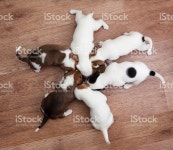 퍼피즈 2 개월 식사 플라테 스톡 사진 474957870 | iStock puppies jack russell terrier, eating from the plate
