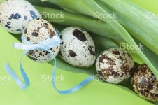 메추리알 있습니다 스톡 사진 486761765 | iStock Quail egg with ribbon on tulip leafs.