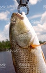 레드피시 스톡 사진 172390469 | iStock A freshly caught redfish .