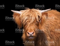 스코틀랜드 하이랜드 스톡 사진 471636817 | iStock Scottish Highland cattle closeup against dark background