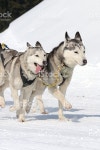 Sportive 멍멍이 스톡 사진 536275953 | iStock sportive dog team is running in the snow