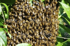 Swarm Of 비 스톡 사진 468141261 | iStock Swarm of bees