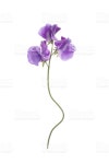 스위트피 스톡 사진 184923598 | iStock Sweet pea flower isolated on white background.