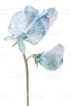 스위트피 스톡 사진 510873524 | iStock Studio Shot of Blue Colored Sweet Pea Flower Isolated on White...