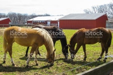 3 말이었습니다 In 패스처 스톡 사진 462358633 | iStock Three domestic horses in a pasture, barn in background
