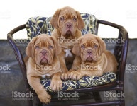 3 퍼피즈 In 보십시오 스톡 사진 176776622 | iStock Three puppies of breed a mastiff from Bordeaux.